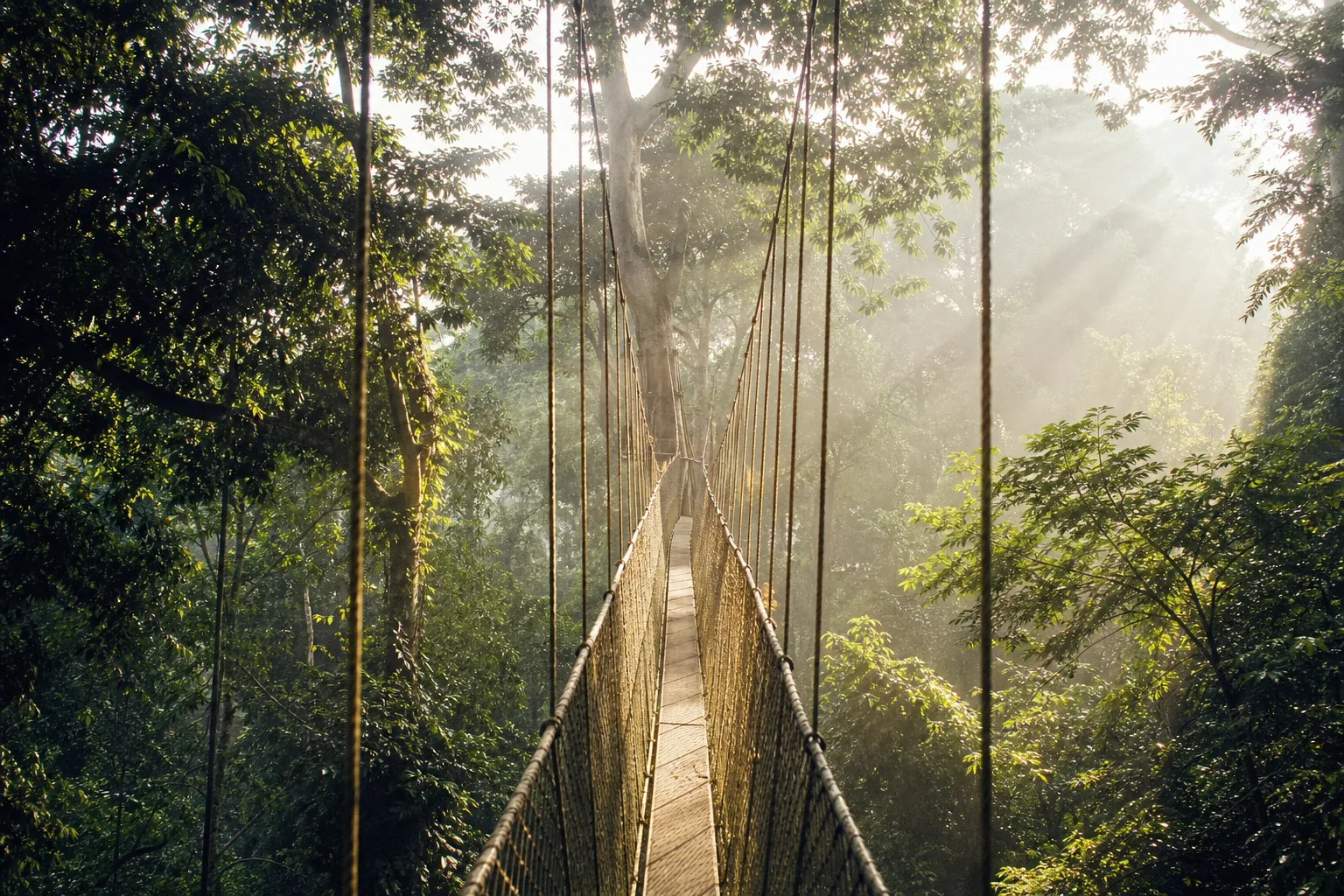 Cover art for Kakum: Green Cathedral
